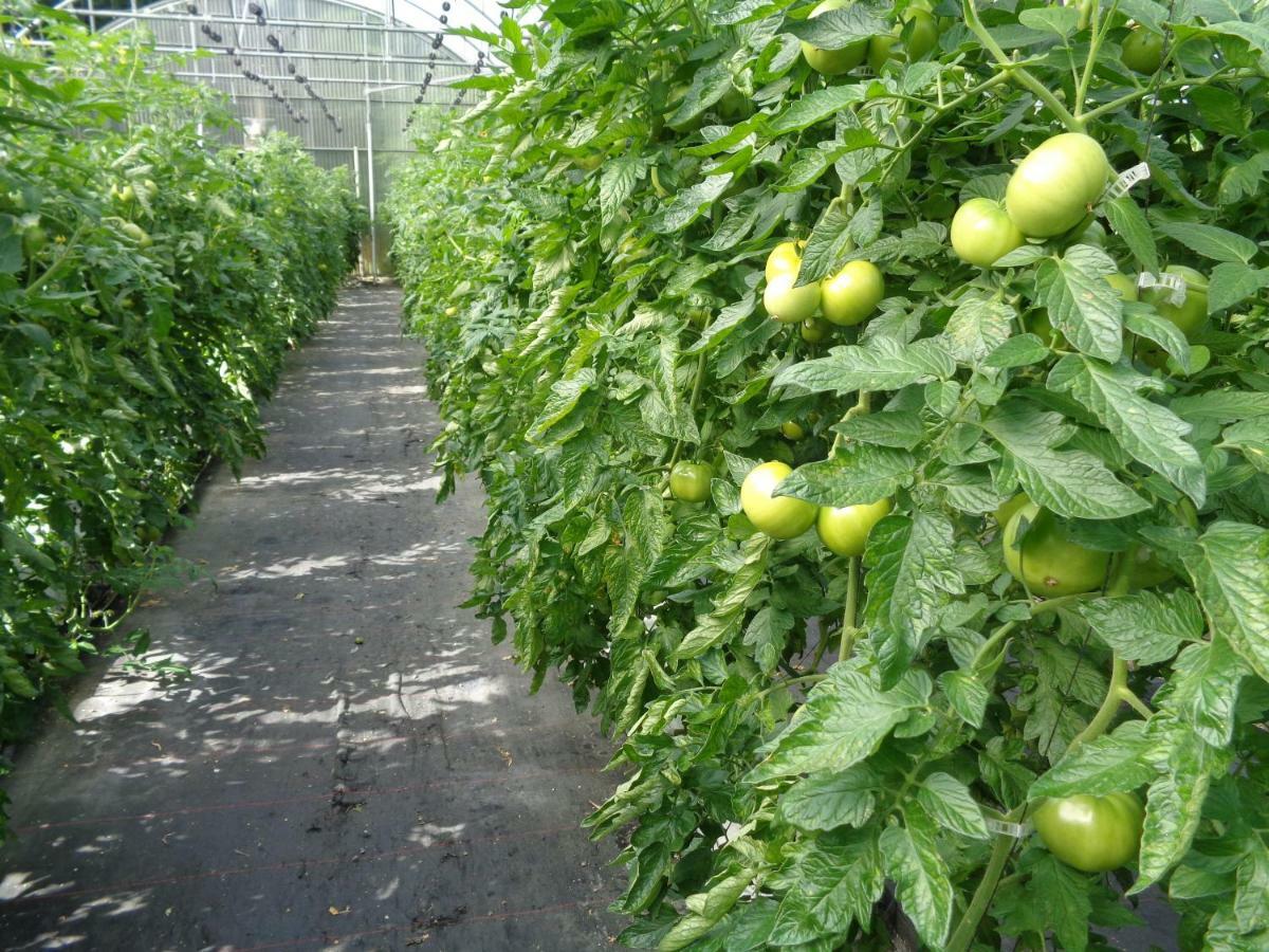 Agroturismo Araize Mungia Exteriör bild